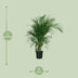 Bamboo Palm (Dypsis Lutescens) - Ø19cm - ↕100cm Bild 3