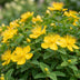 Green boutiQ - Johanniskraut 'Caley' - 24 Pflanzen (Topf 11cm) Bild 5