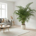 Areca-Palme (Dypsis Lutescens) 200 cm, ø40 cm Topf Bild 3