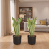 2x Sansevieria Laurentii (Frauenzunge), 40cm, ø14cm Topf Bild 5