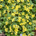 48x Waldsteinia ternata Bodendecker, 10-25cm, Ø9cm Töpfe Bild 5