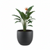 Topf Grigio New Egg Anthrazit - D55 x H46 Bild 3