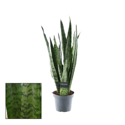 Sansevieria Zeylanica (Decorum) Ø14cm - ↕55cm