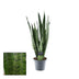 Sansevieria Zeylanica (Decorum) Ø14cm - ↕55cm Bild 2