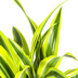 Dracaena Lemon Lime Ø19cm - 70-90cm Bild 3