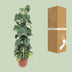Philodendron Scandens Brasil - Hängende Pflanze, Ø24cm, 120cm hoch Bild 4