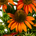 Echinacea purpurea Orange ⌀19cm - ↕60 - 70cm Bild 4