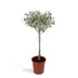 Olea - Ø19cm - ↕90cm Bild 1