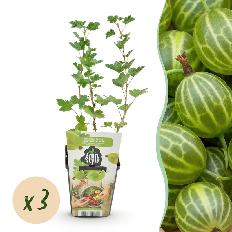 GreenboutiQ Stachelbeere 'Hinnonmaki Grün' - 3 winterharte Pflanzen