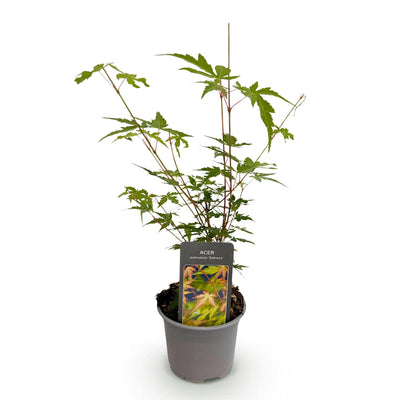 Acer palmatum Sangokaku: Japanischer Fächerahorn, Grün, 12cm Topf, 35cm