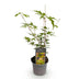 Acer palmatum Sangokaku: Japanischer Fächerahorn, Grün, 12cm Topf, 35cm Bild 2