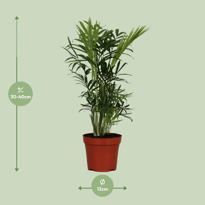 Chamaedorea Elegans Zwergbergpalme Ø12cm, 40cm hoch