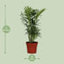 Chamaedorea Elegans Zwergbergpalme Ø12cm, 40cm hoch Bild 2