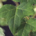 GreenboutiQ Climbing Plant Ivy (Hedera helix) - Evergreen, Set of 2 Bild 6