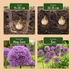5x Allium Gladiator Zierlauch - Lila Sommerblüher - Zwiebelgröße 16/18 Bild 4
