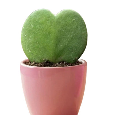 Süßherz-Pflanzen-Set: 3x Hoya Kerrii in Rosa