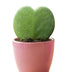 Sweetheart Plant Set: 3x Hoya Kerrii in Pink Bild 2