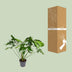 Philodendron Green Wonder, 100cm, Topfgröße Ø24cm Bild 4