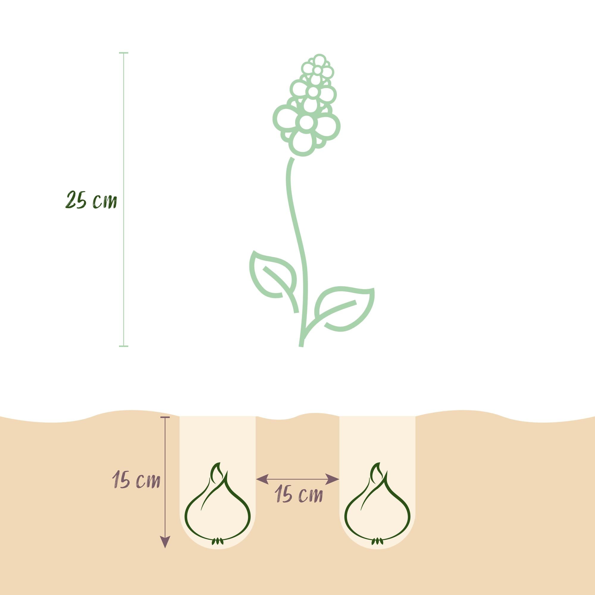 GreenboutiQ - Blumenzwiebeln - Hyacinth Pastel mix - Bulbs Hardy Perennial - Verschiedene Pastellfarben - 10 Stück - Zwiebelgröße 14/15 - XXL Pack