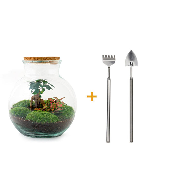 Flaschengarten - Teddy-Bonsai - ↕ 26,5 cm - Rechen + Schaufel