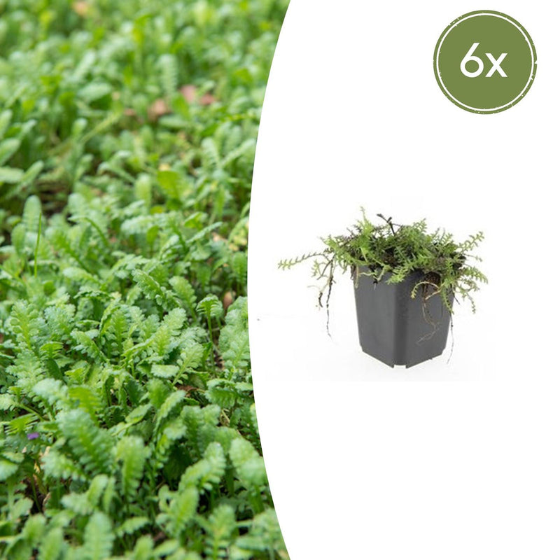 6x Leptinella squalida Bodendecker, 10-25cm, Ø9cm