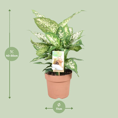 Dieffenbachia Compacta Ø17cm - ↕45cm - Dekorative Zimmerpflanze