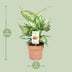 Dieffenbachia Compacta Ø17cm - ↕45cm - Decorative Houseplant Bild 2
