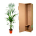 Kentia palm - 180cm - ⌀21 -25 Bild 5