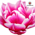 Tulpenbollen Columbus – 20 Stuks | KH Bloembollen® | Roze-Witte Dubbele Pioentulp – Elegant & Vol – Voor Tuin of Pot – Maat 11/12 – Vers van de Teler! Bild 4