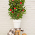Camellia japonica 'Black Lace' - Immergrüner Strauch, ↨65cm Bild 6
