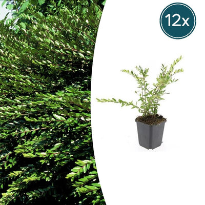 12x Lonicera pileata 'Purple Pearl' - ↕10-25cm - Ø9cm