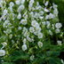 12x Geranium macr. 'White Ness' (10-25cm, Ø9cm) Bild 6