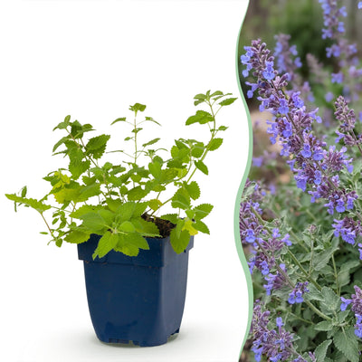 Green boutiQ - Perennials - Nepeta faassenii 'Six Hills Giant' - Catmint - Bee and Butterfly Attractor - Purple - 1 Plant - 11cm Pot - Height 15-25cm