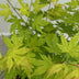 Acer palmatum Orange Dream: 3x orange Zwerg-Ahorn, 35cm, Topf 12cm Bild 4