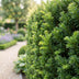 Green boutiQ - 24x Taxus baccata - Eibe - Heckenpflanzen - Immergrün - Grün - Topf 9cm - Höhe 20-30cm Bild 11