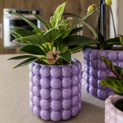 Kolibri Orchids | Pflanzenset Poppy Lila | Weiße Lausanne Orchidee 12 cm + Grünpflanze 9 cm inkl. Übertöpfen – frisch vom Züchter