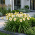 Green boutiQ - Perennial - Hemerocallis Arctic Snow - Daylily - Bee and Butterfly Attractors - Cream - 6 Plants - Pot 11cm - Height 15-25cm Bild 12