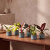 Baby Philodendron Family Set (6 Sorten) - bunte Blätter, Ø6cm Bild 3