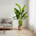 Strelitzia Augusta XXL, 250cm, Multi-stem, White Bird of Paradise Bild 4