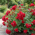 Pink Red The Fairy Rose: 3 winter-hardy plants in 12cm pots Bild 6