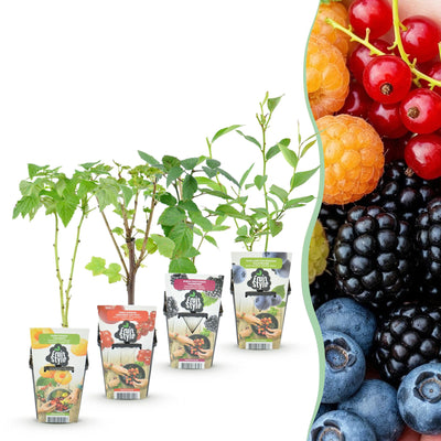 GreenboutiQ Obstpflanzen-Set: Rote Johannisbeere, Himbeere, Brombeere, Blaubeere