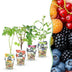 GreenboutiQ Obstpflanzen-Set: Rote Johannisbeere, Himbeere, Brombeere, Blaubeere Bild 1