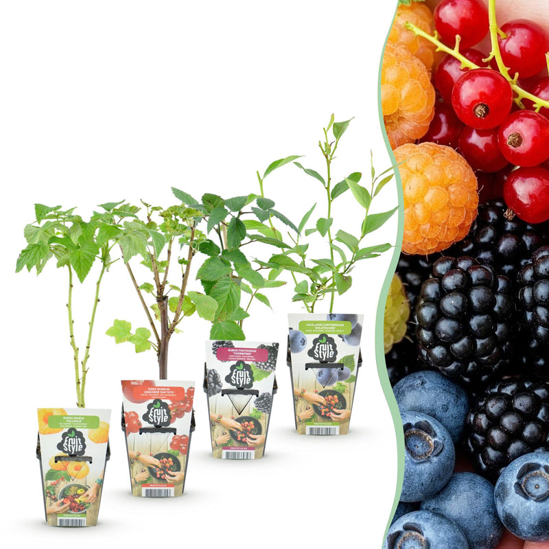 GreenboutiQ Obstpflanzen-Set: Rote Johannisbeere, Himbeere, Brombeere, Blaubeere