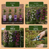 12x Clematis Rainbow - Waldrebe Rainbow - Lila - Rot - Rosa - Weiß - Kletterpflanze - Ø9cm - ↕35cm Bild 6