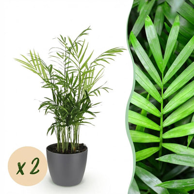Green boutiQ Goldpalme (2 Pflanzen) mit Topf, haustierfreundlich