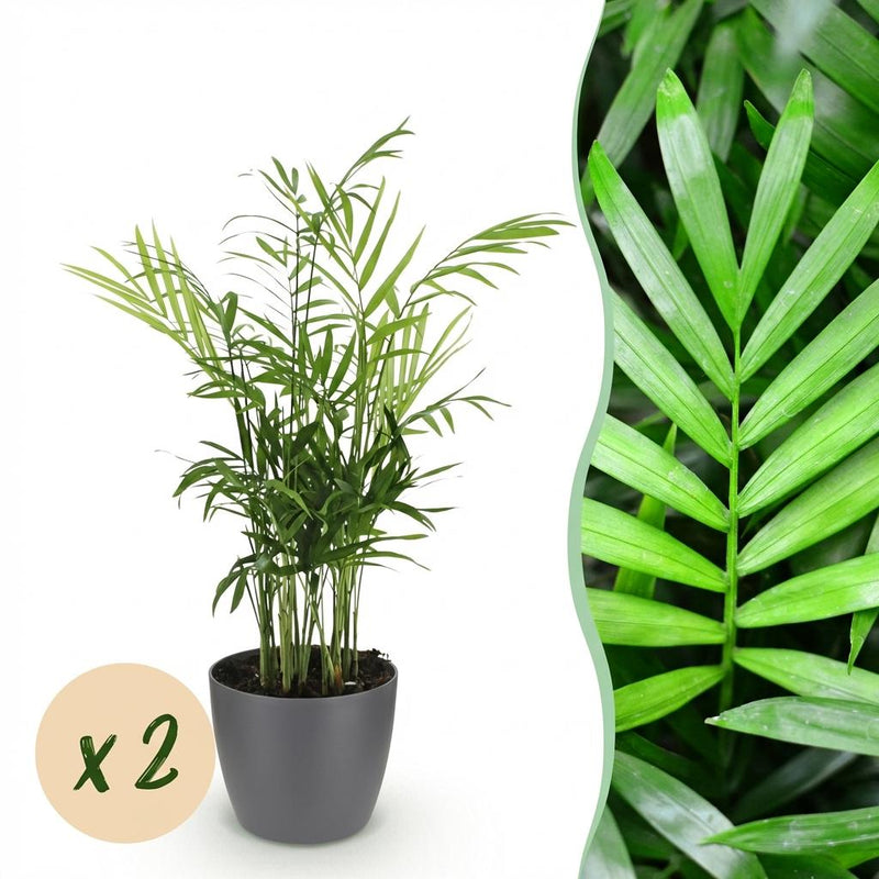 Green boutiQ Goldpalme (2 Pflanzen) mit Topf, haustierfreundlich