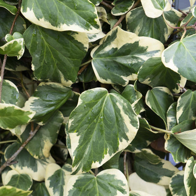 4x Efeu 'Dentata Variegata' ↨65cm im 15er Topf