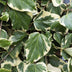 4x Ivy 'Dentata Variegata' ↕65cm in 15cm pot Bild 2