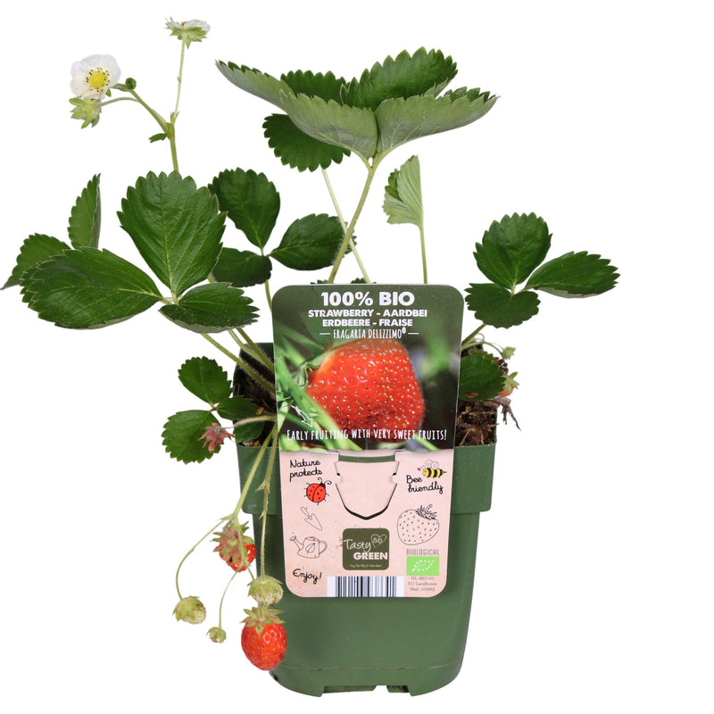 Bio-Erdbeerpflanze 'Delizzimo' - Rote Früchte, Ø13cm, ↕45cm
