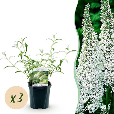 Buddleja davidii 'White Profusion' - Schmetterlingsflieder, 3 Pflanzen, Topf 17cm